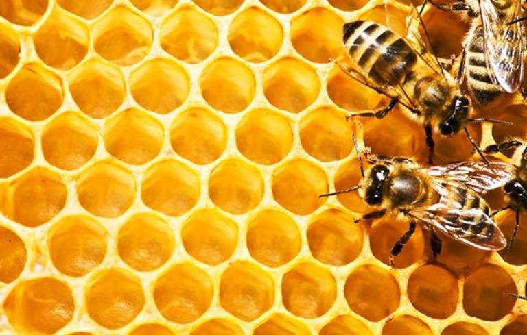 Chữa viêm tai giữa bằng sáp ong như thế nào là đúng cách
