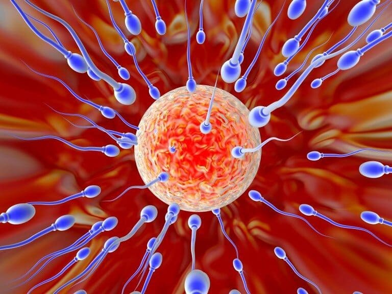 Kiến thức về tinh trùng X và tinh trùng Y sống được bao lâu trong tử cung giúp có con theo ý muốn