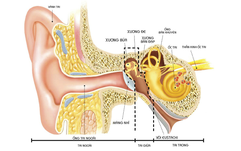 Bệnh viêm tai giữa có lây không?