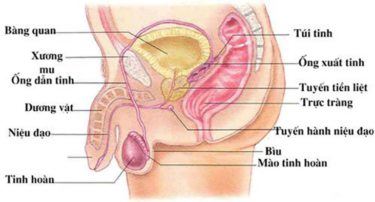 Dương vật nam giới gắn kết với nhiều bộ phận quan trọng khác nằm bên trong bụng dưới.
