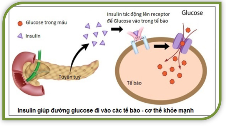 Lượng đường huyết được giữ cân bằng nhờ chức năng của các hormone trong tuyến tụy. Trong đó có insulin và glucagon