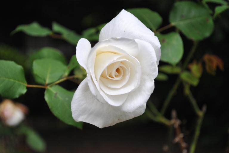 Hoa hồng trắng là một bài thuốc nam chữa ho hiệu quả cho cả trẻ em và người lớn