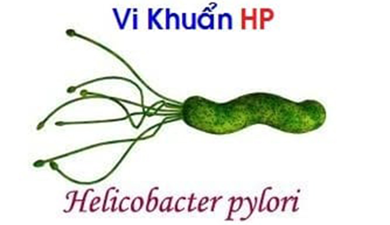 Vi khuẩn Helicobacter pylori là một trong những tác nhân gây ra bệnh viêm loét thực quản