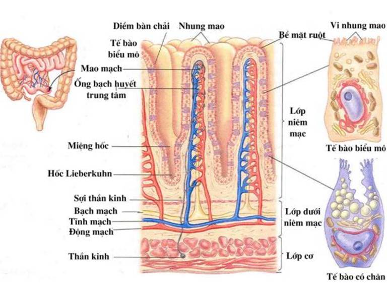 Chi tiết đặc điểm giải phẫu của ruột non