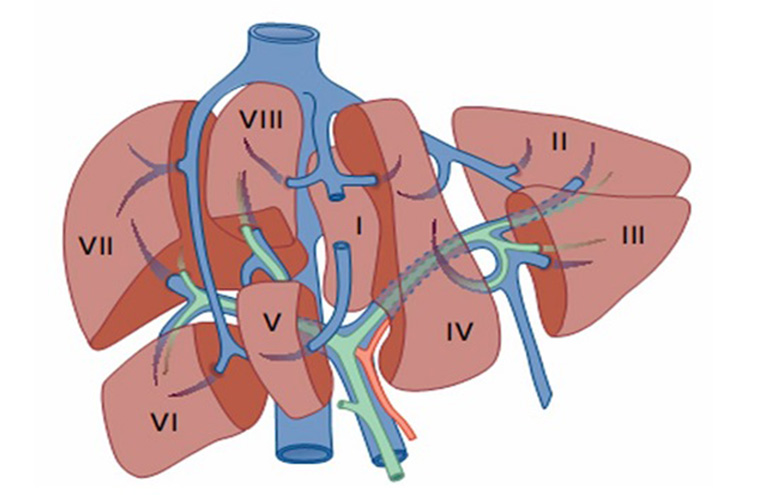 Cấu trúc phía trong của gan được chia làm nhiều thùy khác nhau
