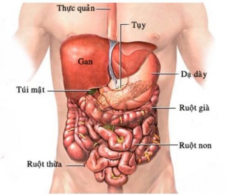 Vị trí của ruột non trong cơ thể người