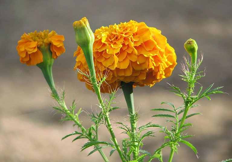 Cúc vạn thọ là một trong những loại hoa ngày Tết