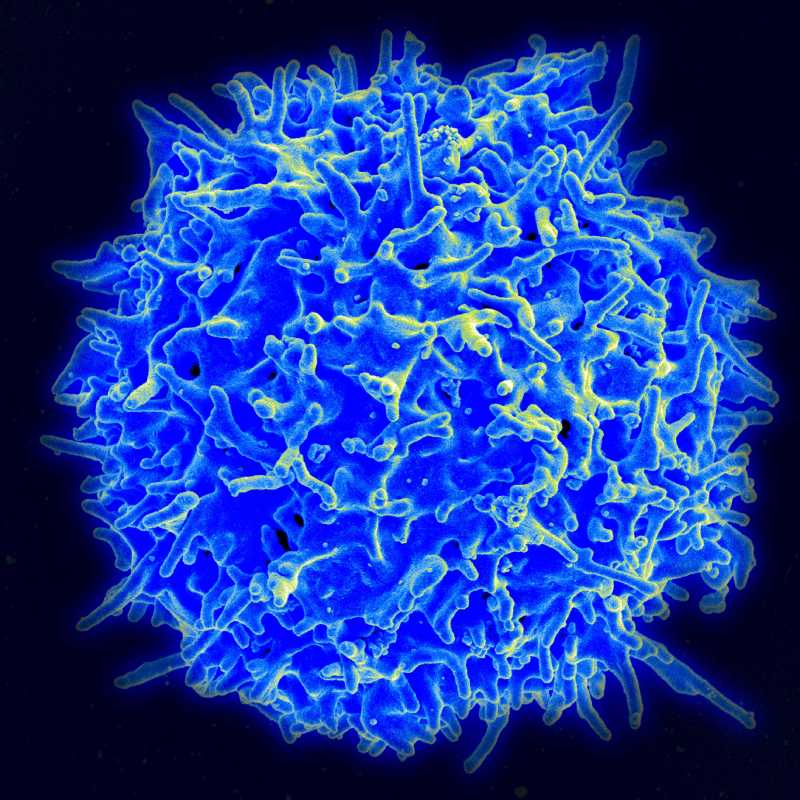 Tế bào Lympho T