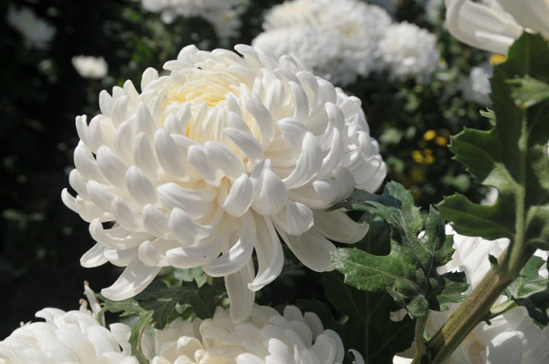 Cúc hoa trắng