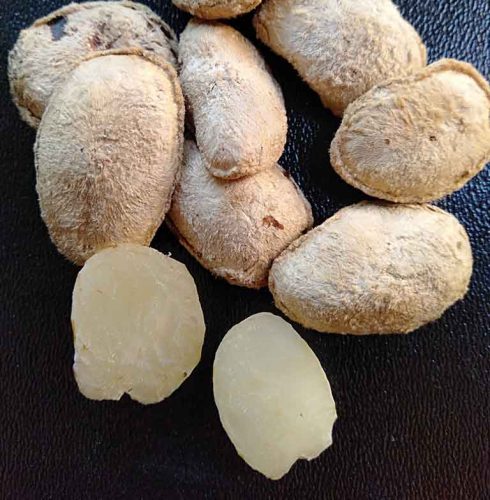 Hạt sang (sành) là loại hạt của người dân H'Mông mọc trên rừng và có tác dụng chữa bệnh