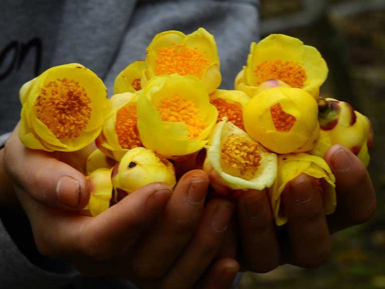 Hải Phòng Trồng khảo nghiệm cây trà hoa vàng tại xã Đặng Cương  Mô hình  hứa hẹn mang lại hiệu quả kinh tế cao