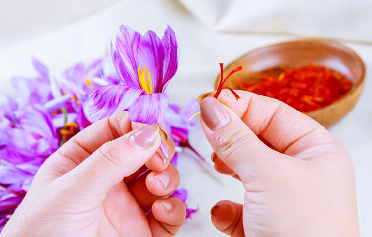 Saffron nhụy hoa nghệ tây thảo dược quý hiếm trên thế giới