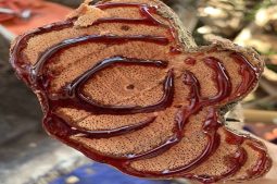 Hình ảnh cây Thau pú lùa có nhựa đỏ như máu 60 năm tuổi (mất 10 năm để hình thành được 1 vòng nhựa)