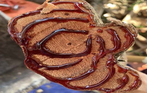 Hình ảnh cây Thau pú lùa có nhựa đỏ như máu 60 năm tuổi (mất 10 năm để hình thành được 1 vòng nhựa)