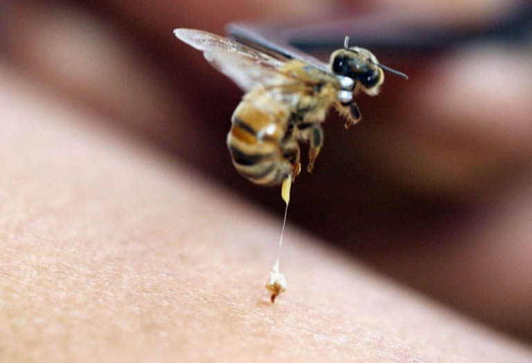 nọc ong có tác dụng gì