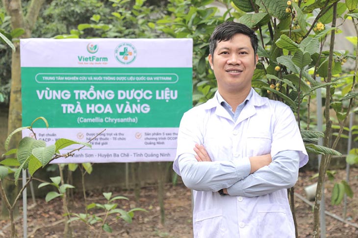 Vườn trồng chuyên canh hữu cơ trà hoa vàng của Trung tâm Vietfarm