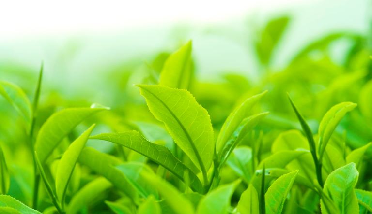 Trà xanh và trà đen đều có công dụng trong việc hỗ trợ giảm ê buốt răng