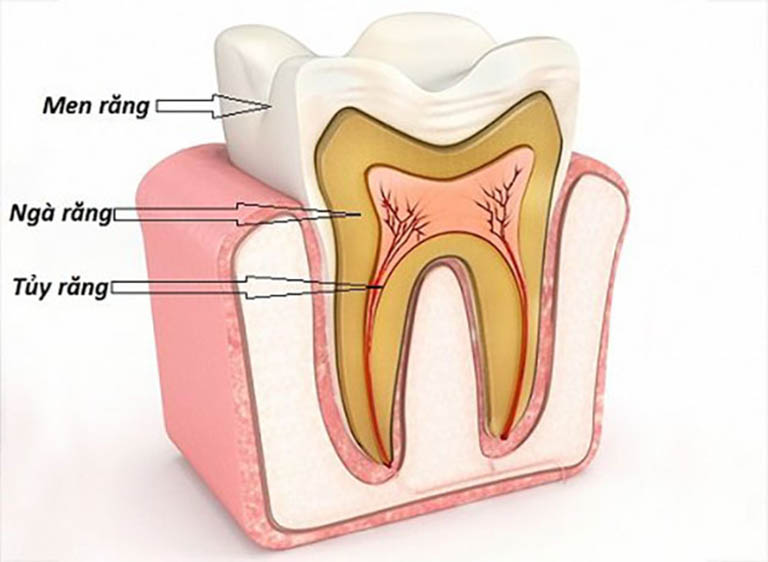 Các cơ quan của răng