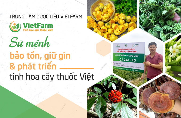 Trung tâm Vietfarm - Sứ mệnh nâng tầm cây thuốc Việt