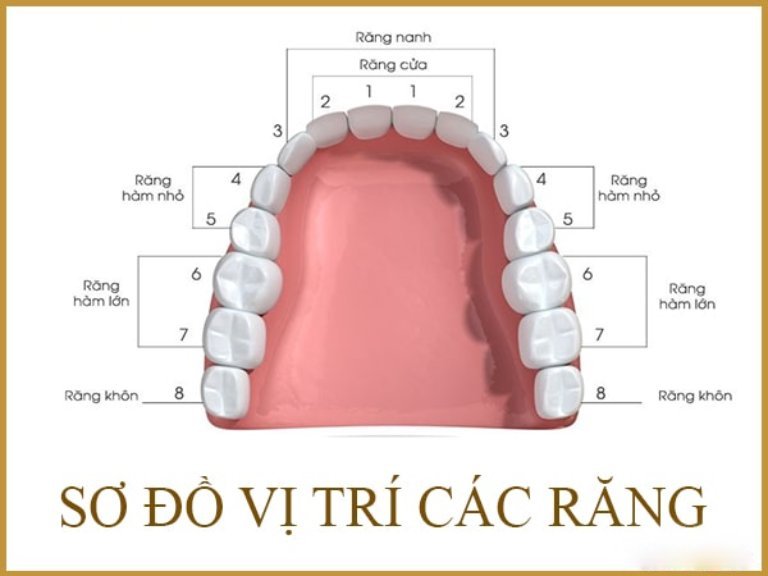 Vị trí của răng số 6 và răng số 7 trên cung hàm