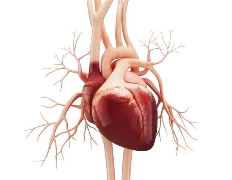 Bệnh suy tim đa phần có liên quan đến các bệnh lý tại tim