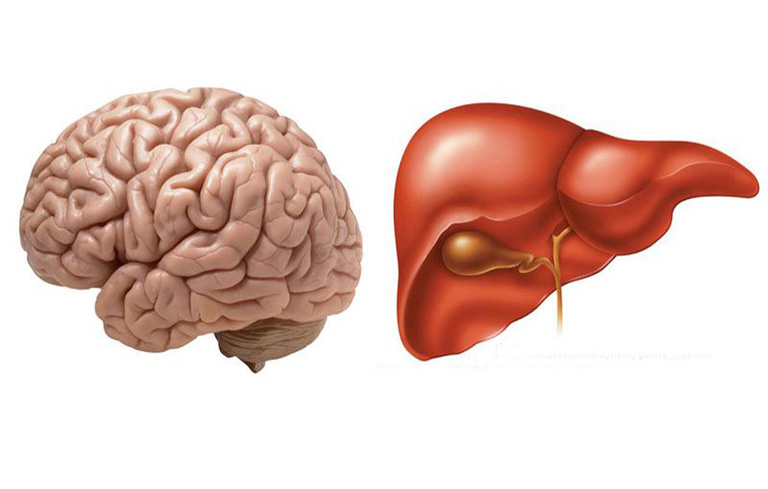 Hội chứng não gan được chia làm thể cấp tính và mạn tính 
